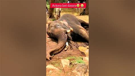 arjuna elephant death video youtube